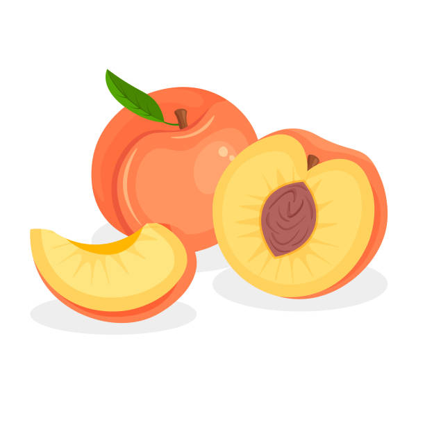 ilustraciones, imágenes clip art, dibujos animados e iconos de stock de conjunto de fresco entero, mitad, rebanada cortada y trozo de melocotón aislado sobre fondo blanco. - nectarine