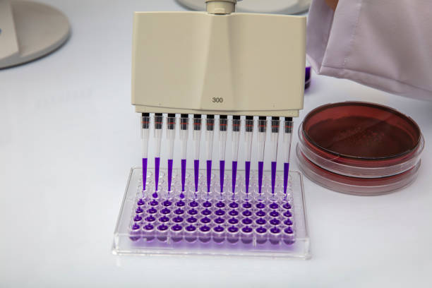 pipeta wielokanałowa ładuje próbki biologiczne w mikropłytce do badania w laboratorium / wielokanałowe próbki ładunku pipety w mikropłycie pcr z 96 dołkami - test tube microplate cell biotechnology zdjęcia i obrazy z banku zdjęć