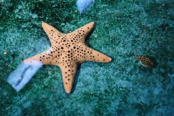 A big starfish in the pond