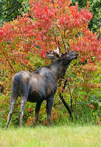 Young male moose with antlers eating maple leaves in fall.