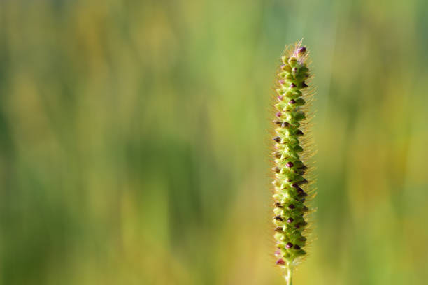 крупным планом травинка с семенами, на зеленом фоне - long leaf grass blade of grass стоковые фото и изображения