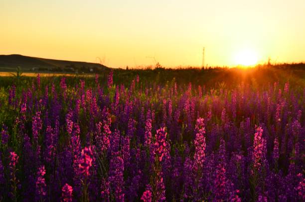 istock Purple wild flowers at sunset 1273755419