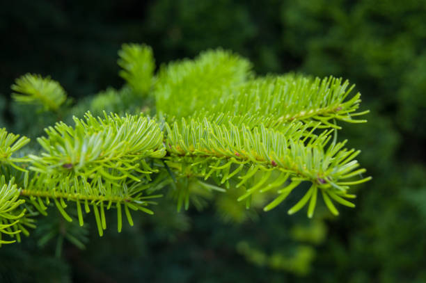 istock eastern or canadian hemlock Tsuga canadensis 1273755970