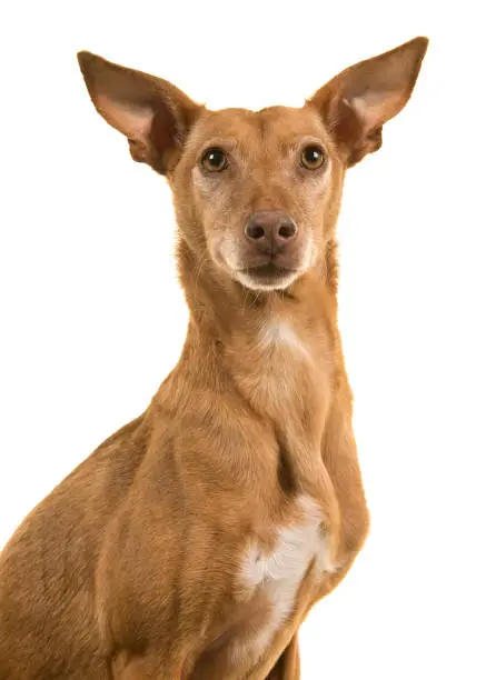 Portrait of a podenco andaluz looking at the camera with ears up isolated on a white background