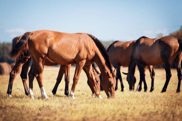 istock A herd of sporting horses grazing on the field. 1273756211