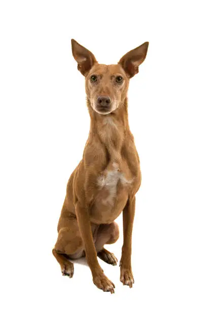 Podenco andaluz looking at the camera sitting isolated on a white background