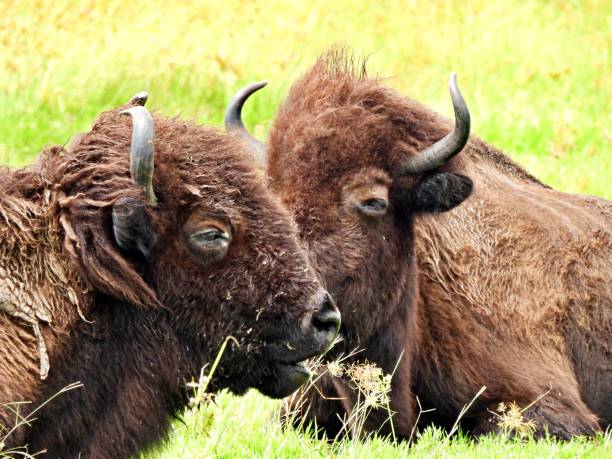 istock American Bison (Bison bison) two resting in the grass 1273756372