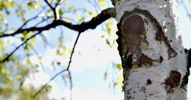 istock Young birches with black and white birch bark in spring in birch grove against background of other birches 1273757100