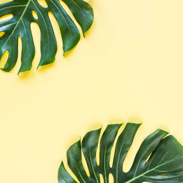 istock Tropical leaf Monstera on yellow background. Flat lay, top view 1273760386