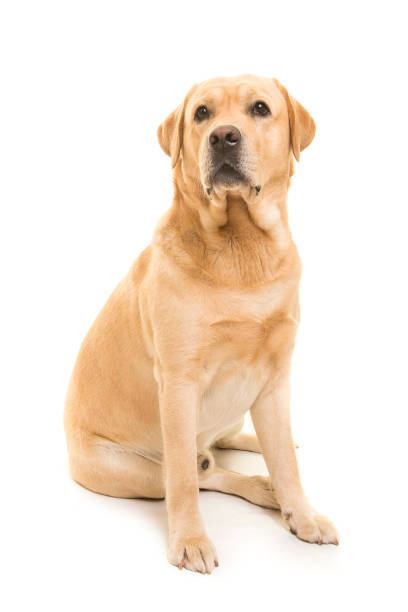 sentado rubio labrador retriever mirando lejos aislado sobre un fondo blanco - labrador amarillo fotografías e imágenes de stock