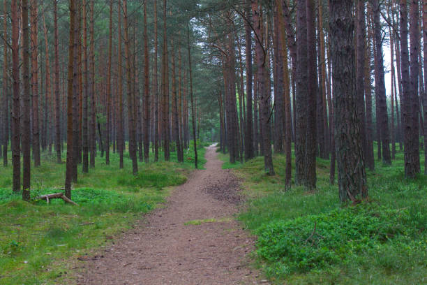 istock Baltic forest in fog 1273761617