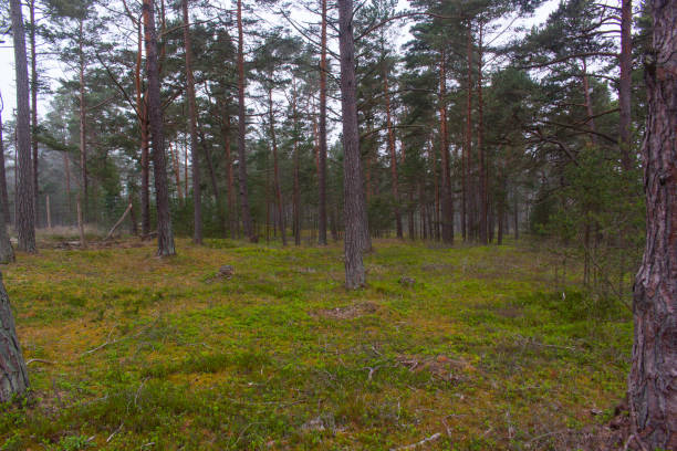 istock Baltic forest in fog 1273761646
