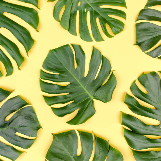 istock Pattern tropical palm leaves Monstera on yellow background. Flat lay, top view 1273762481