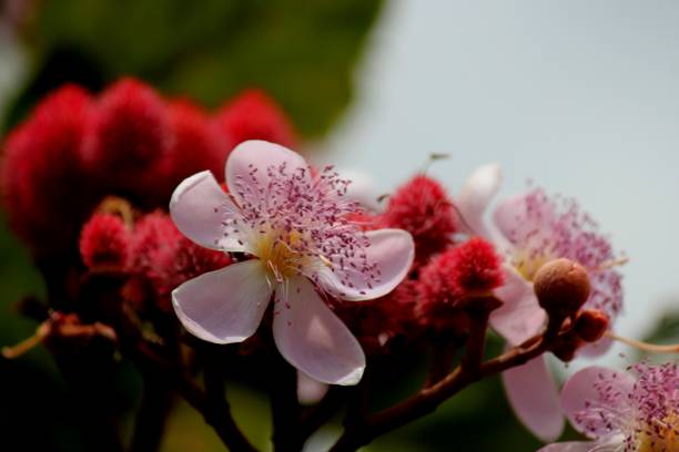 istock flower annatto - bixa orellana 1273762572