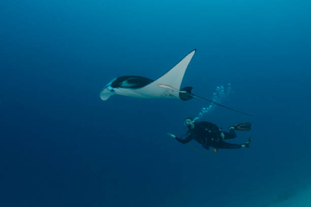 istock Manta Ray and female diver - Palau, Micronesia 1273763445