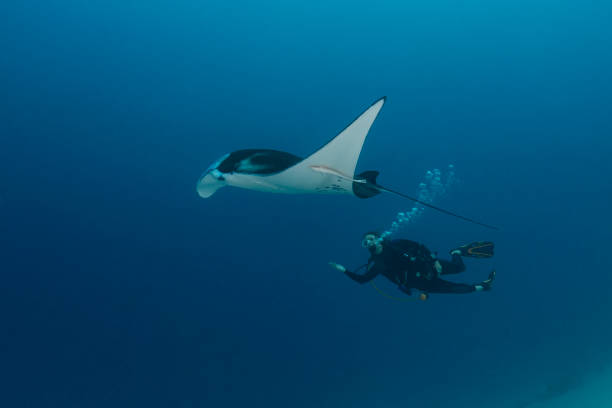 manta ray och kvinnlig dykare - palau, mikronesien - mature woman having fish bildbanksfoton och bilder