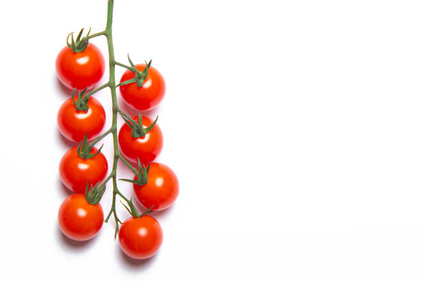 istock Cherry tomatoes branch isolated on white background . Red tomato. Tomatoes on a branch. Isolated background. Article about vegetables. Decoration. Copy space. 1273763518
