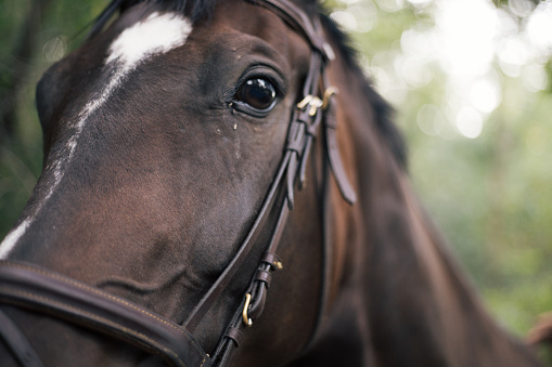 Beautiful horse