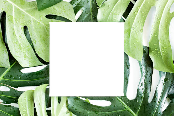 istock Texture tropical palm green leaf Monstera and white frame with copy space for text on white background. Flat lay, top view 1273765649