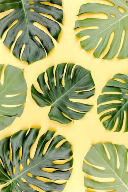 istock Pattern tropical palm leaves Monstera on yellow background. Flat lay, top view 1273769473