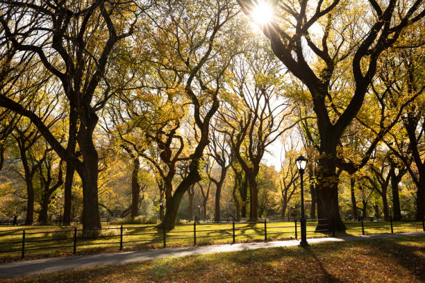 istock Central Park Autumn Morning 1273769523
