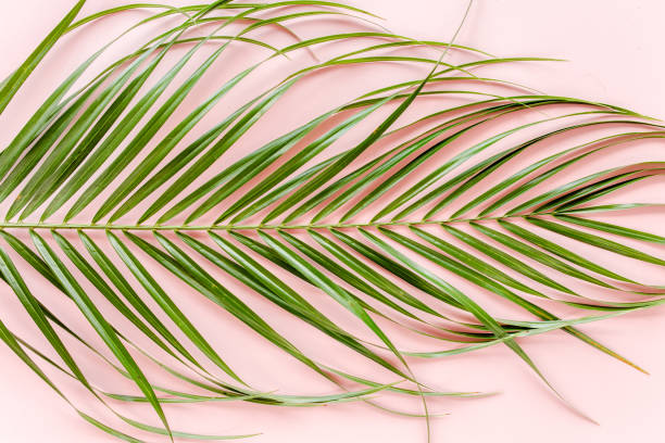 istock Tropical palm leaves on pink background. Flat lay, top view minimal concept 1273769570