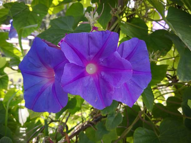 Three bright blue or violet flowers of morning glory (Ipomoea violacea or kangkung, sweet potato, bindweed, moonflower) with purple radial stripes in background of the garden in the sunlight Purple radial stripes going from the center to borders on background of sunlit green leaves. Bright summer flowers bindweed photos stock pictures, royalty-free photos & images