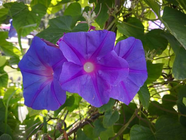 Three bright blue or violet flowers of morning glory (Ipomoea violacea or kangkung, sweet potato, bindweed, moonflower) with purple radial stripes in background of the garden in the sunlight Purple radial stripes going from the center to borders on background of sunlit green leaves. Bright summer flowers ipomoea purpurea stock pictures, royalty-free photos & images