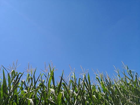 Maize is in the bottom part of the image, blue sky is in top part leaving the place for text (copy space). Bright image of summer and agriculture