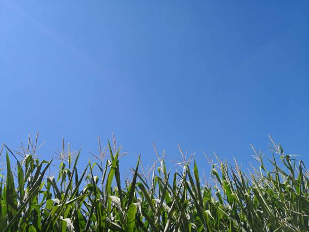 Upper part of corn plants in corn field in the sunlight in the background of bright blue sky Maize is in the bottom part of the image, blue sky is in top part leaving the place for text (copy space). Bright image of summer and agriculture bottom the weaver stock pictures, royalty-free photos & images