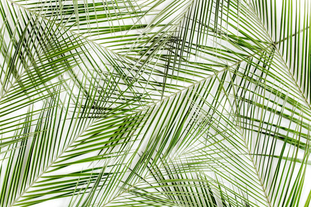 istock Tropical green palm leaf on white background. flat lay, top view 1273770219