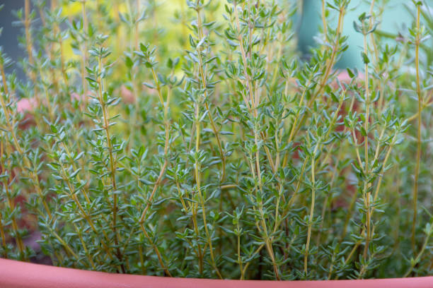 istock Fresh Thyme in an Outdoor Pot 1273773048