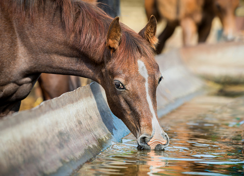 Portrait of Arabian foal at a watering hole in summer in the paddock.