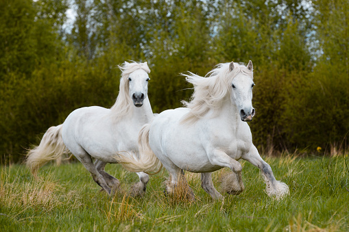 Two big heavy draft horses running freedom on nature background in autumn.