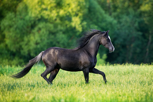 Black Welsh pony trotting freedom in the meadow in summertime.