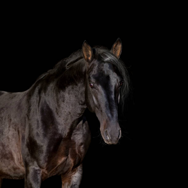 istock Black stallion head close up isolated on black background. 1273776755