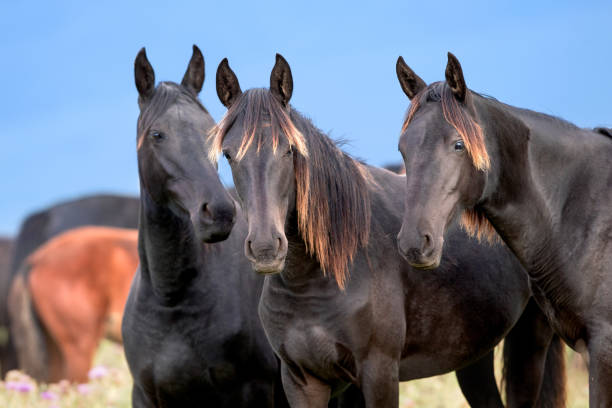 istock Three wild black horses standing close up in the field. 1273776757