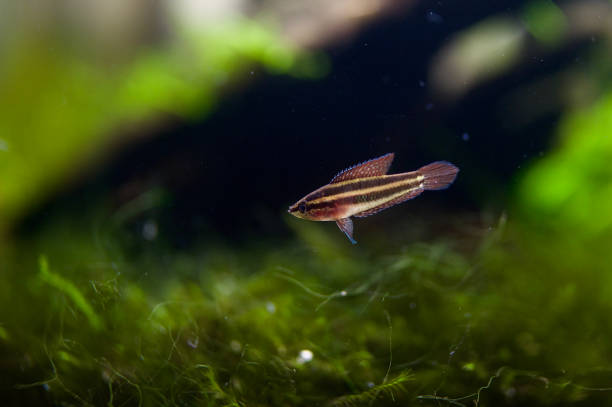 Deissner's Licorice Gourami Young Male - Side Profile. stock photo