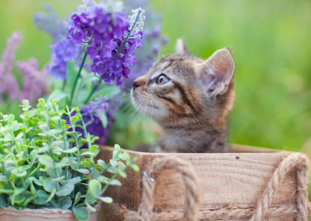 istock Fluffy grey cat sits in wicker basket in summer garden 1273779649