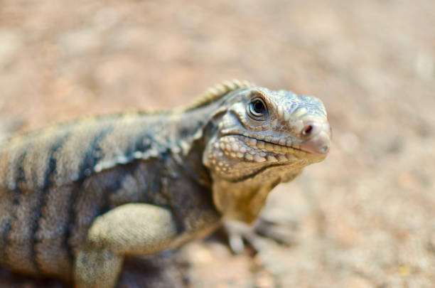 istock Cuban Rock Iguana Close-Up 1273781251