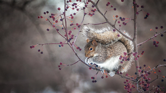 A gray squirrel in the boreal forest in winter.