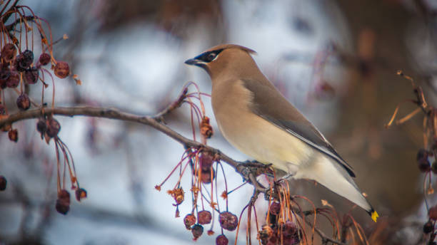 istock American Jaseur, (Bombycilla cedrorum), Cedar waxwing. 1273782042