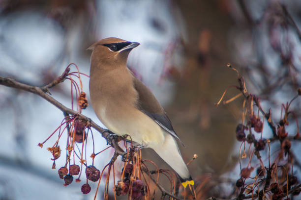 istock American Jaseur, (Bombycilla cedrorum), Cedar waxwing. 1273782048