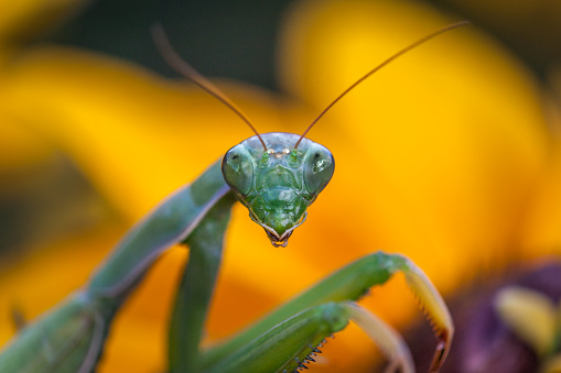 Sexual cannibalism, Close-up portrait of large female green praying mantis eats the male after mating on tree branch covered with lichen. Transcaucasian tree mantis (Hierodula transcaucasica)