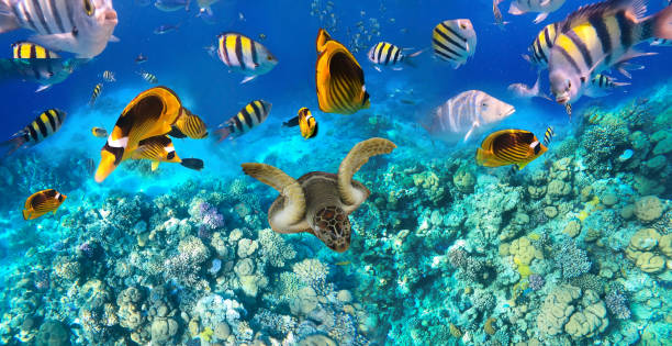 istock Underwater Colorful Tropical Fishes. 1273783957