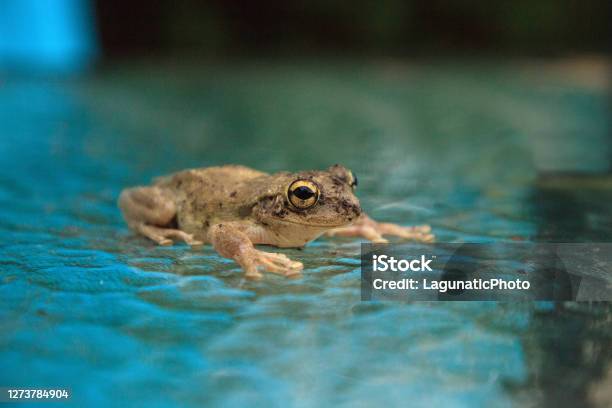 Pinewoods Treefrog Hyla Femoralis Stock Photo - Download Image Now - Frog, Glass - Material, Amphibian