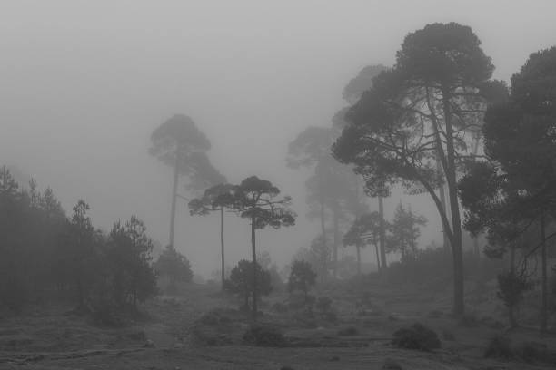 istock fog on fall morning in mexican forest 1273788095