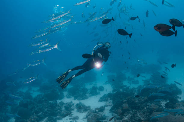istock School of barracudas and diver - Palau, Micronesia 1273788887