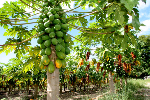 eunapolis, bahia / brazil - february 13, 2008: papaya plantation in the city of Eunapolis, in southern Bahia.