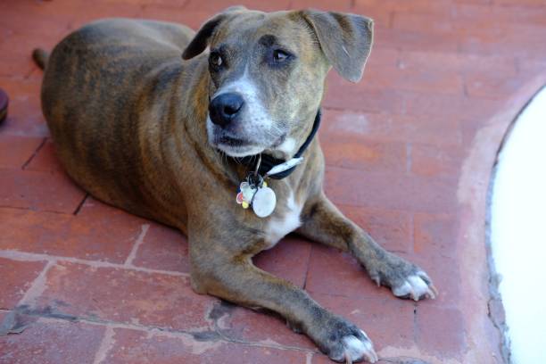 istock Mixed breed dog with happy expressions 1273789979